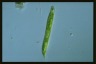 Euglena tripteris