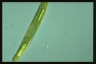 Euglena tripteris