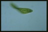 Euglena spirogyra