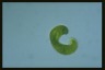 Euglena spirogyra