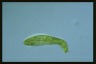 Euglena spirogyra