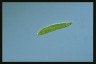 Euglena spirogyra