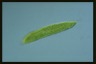 Euglena spirogyra