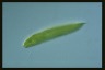 Euglena spirogyra