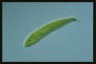 Euglena spirogyra