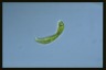 Euglena spirogyra