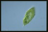 Euglena spirogyra