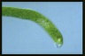 Euglena ehrenbergii