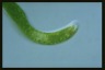 Euglena ehrenbergii