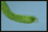 Euglena ehrenbergii