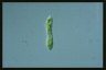 Euglena deses