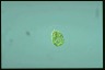 Haematococcus