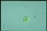 Haematococcus