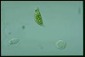 Euglena