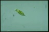 Euglena