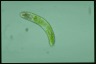 Euglena