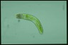 Euglena obtusa