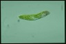 Euglena