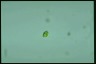 Euglena