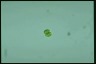 Euglena