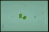 Euglena