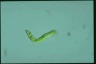 Euglena