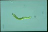 Euglena