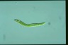 Euglena