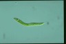 Euglena