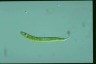 Euglena