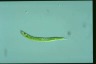 Euglena