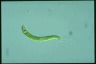 Euglena