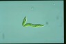 Euglena