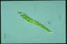 Euglena deses