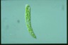 Euglena deses