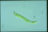 Euglena deses