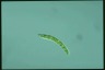 Euglena deses