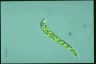 Euglena deses