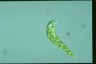 Euglena deses