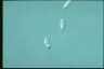 Chilomonas paramecium