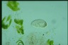 Paramecium