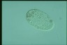 Paramecium