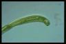 Euglena oxyuris