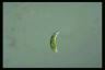 Euglena