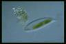 Euglena