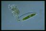 Euglena