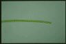 Spirogyra