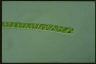 Spirogyra