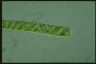 Spirogyra