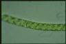 Spirogyra